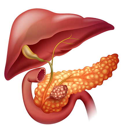 Journey Through The GI Tract PART 5: The Pancreas