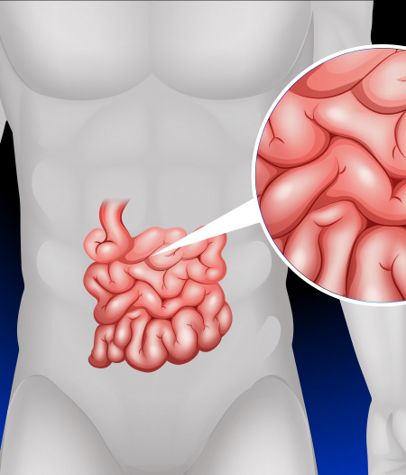 Journey Through The GI Tract PART 4: The Small Intestine And Its Function