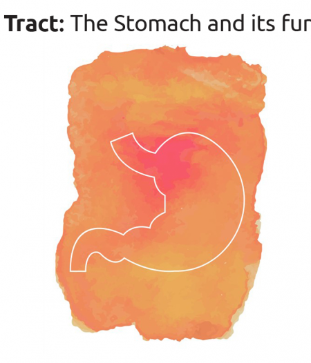 Journey Through The GI Tract PART 3: The Stomach And Its Function