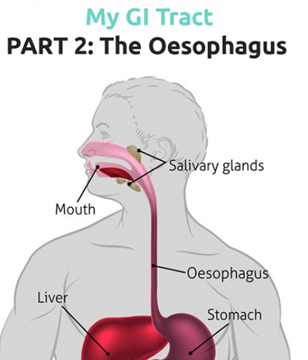 Journey Through The GI Tract PART 2: The Oesophagus And Its Function