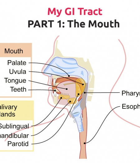 Journey Through The GI Tract PART 1: The Mouth