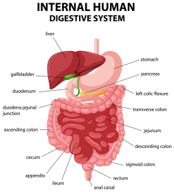 Journey Through The GI Tract FINAL PART: Rectum & Anus